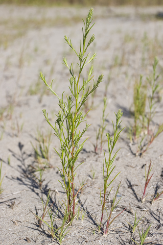 Corispermum pallasii