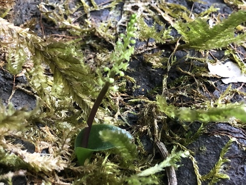 Oberonioides
