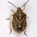 Agonoscelis puberula - Photo (c) Gary McDonald, todos os direitos reservados, uploaded by Gary McDonald