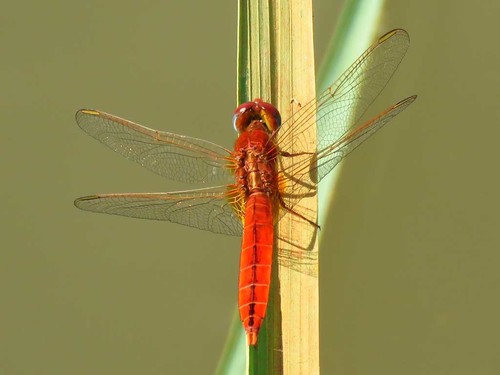 Broad Scarlet