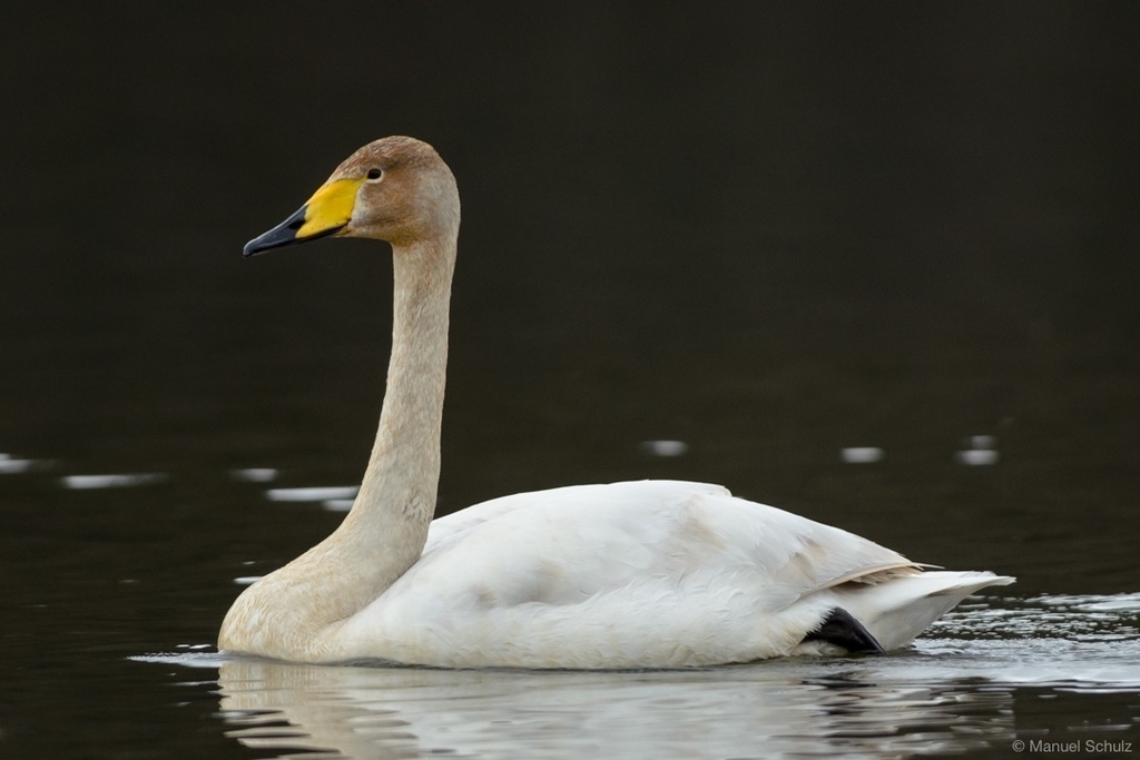 큰고니 from 79664 Wehr, Deutschland on 2021년 03월 11일 (목) at 10:49 오전 by Manuel Schulz · iNaturalist 큰고니 (Cygnus cygnus)