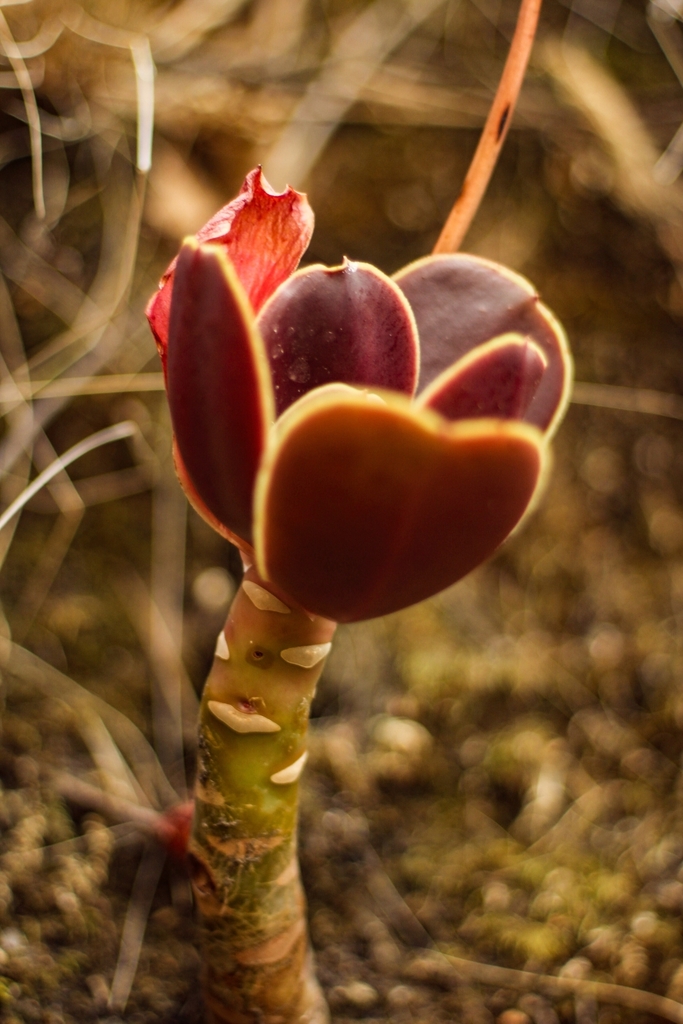 Echeveria fimbriata