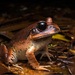 Great Barred-Frog - Photo (c) ben_revell, all rights reserved