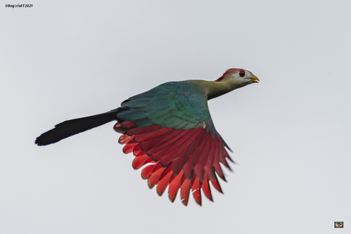 Tauraco erythrolophus