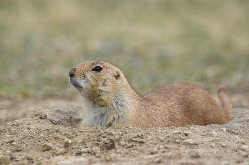Black-tailed Prairie Dog