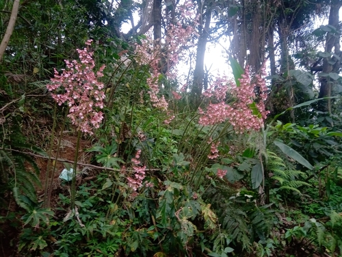 Star Begonia