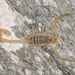 Arizona Bark Scorpion - Photo (c) Chris Benesh, all rights reserved, uploaded by Chris Benesh