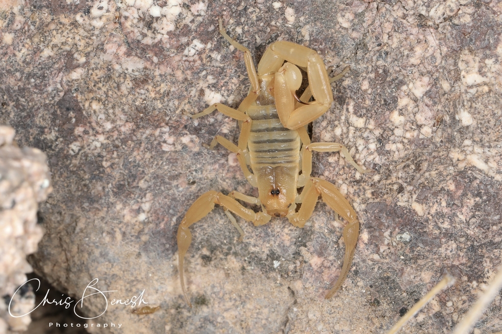 Arizona Bark Scorpion from Yuma County, AZ, USA on March 08, 2021 at 0842 PM by Chris Benesh