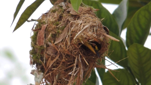 Gray-headed Tody-Flycatcher