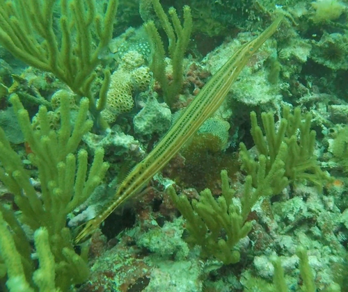Western Atlantic Trumpetfish