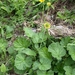 Geum pyrenaicum - Photo 由 Leonard Worthington 所上傳的 (c) Leonard Worthington，保留所有權利