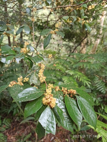 Lindera communis