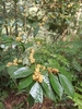 Lindera communis - Photo (c) 米嬸, all rights reserved, uploaded by 米嬸