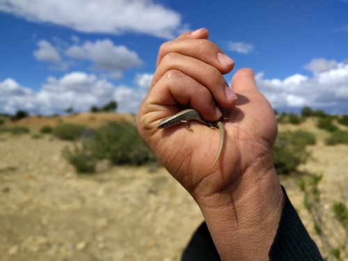 Ocellated Bronze Skink