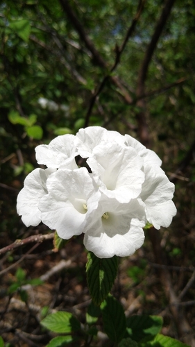 Varronia leucocephala