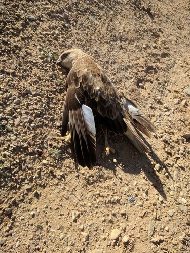 Long-legged Buzzard
