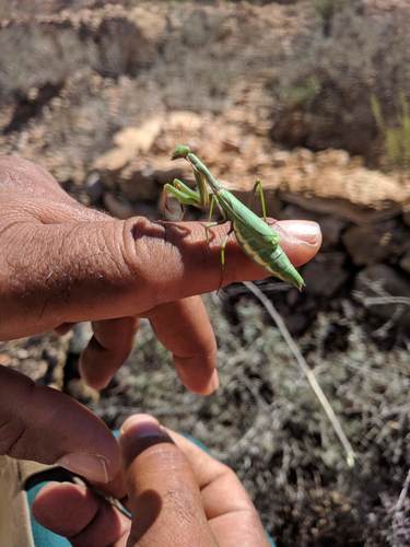 Mediterranean Mantis