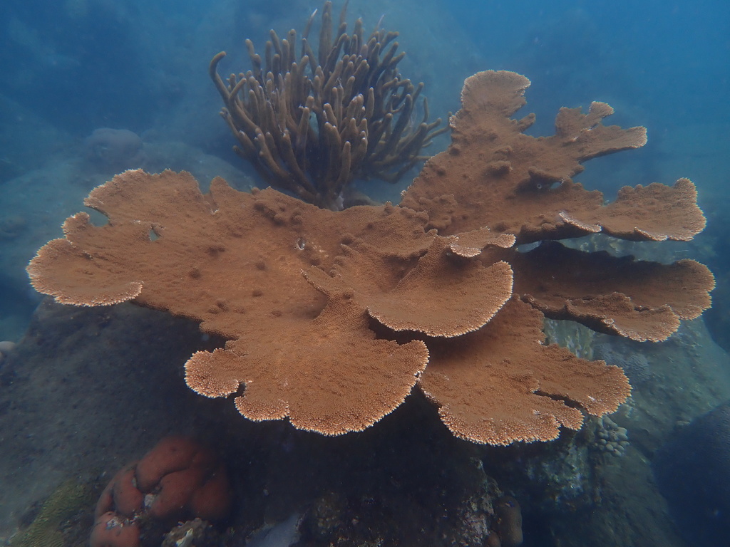 Elkhorn Coral