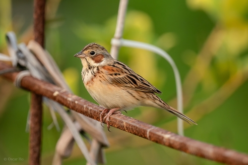 Chestnut-eared Bunting