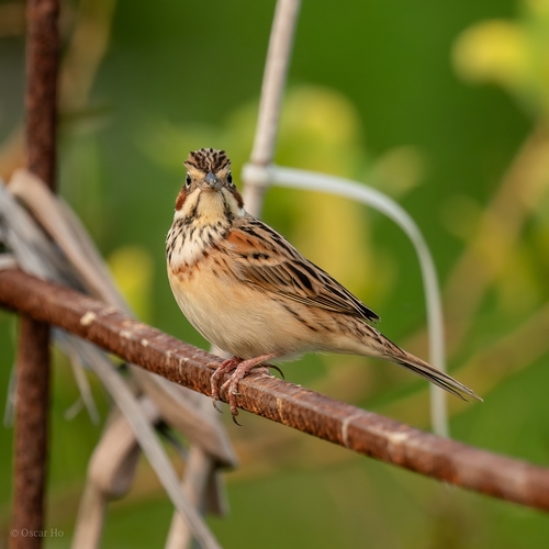 Chestnut-eared Bunting