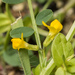 Two-flowered Horseshoe-Vetch - Photo (c) Konstantinos Kalaentzis, all rights reserved, uploaded by Konstantinos Kalaentzis