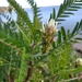 Astragalus boeticus - Photo (c) ornithoboy, todos los derechos reservados, uploaded by ornithoboy