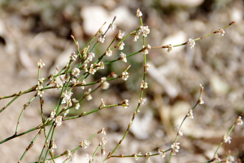 Eriogonum baileyi var. baileyi