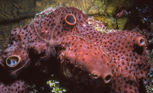 Svenzea zeai (Alvarez, van Soest & Rützler, 1998)