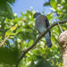 Vinous-breasted Sparrowhawk - Photo (c) Richard Yank, all rights reserved, uploaded by Richard Yank