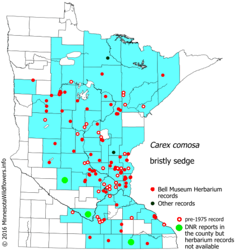 Bottlebrush Sedge (RWMWD Plant Guide) · iNaturalist