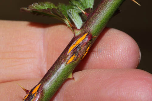 pale bramble rust