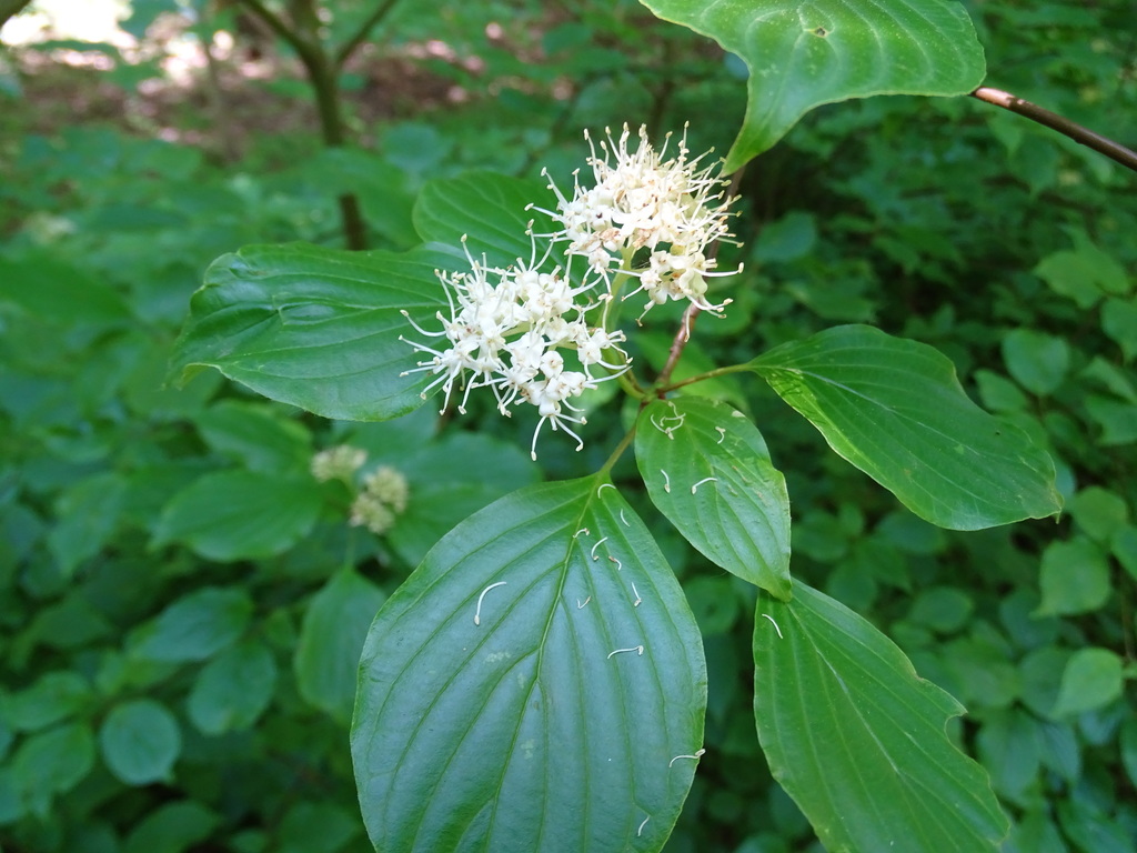 Cornus alternifolia