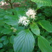 Alternate-leaved Dogwood - Photo (c) Frank  J. Comodeca, all rights reserved, uploaded by Frank  J. Comodeca