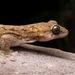 Four-clawed Geckos - Photo (c) ben_revell, all rights reserved
