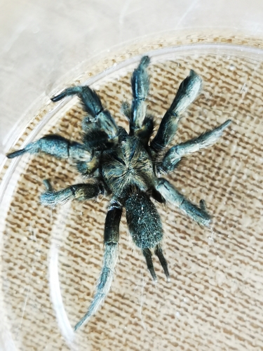 Euagrus mexicanus