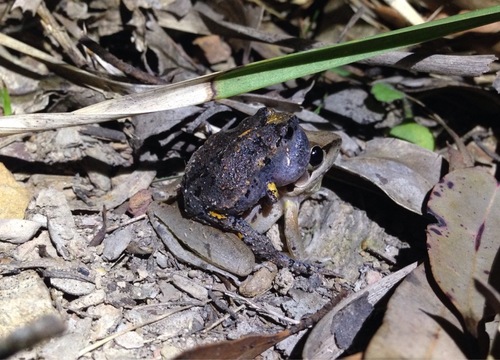 Dusky Toadlet