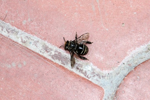 photo of Segmented Turret Bee (Melitoma segmentaria)