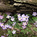 Primula sessilis - Photo (c) Jacob Penner, todos los derechos reservados, uploaded by Jacob Penner