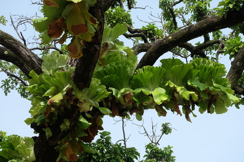 Angola staghorn fern