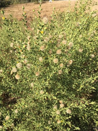 iNaturalist observation photo of Stinkwort