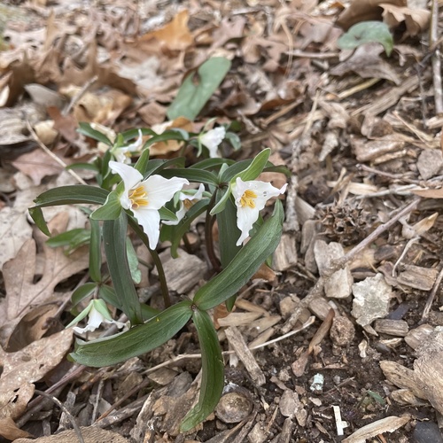 Georgia Dwarf Trillium