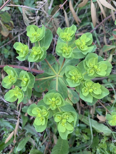 Sun spurge