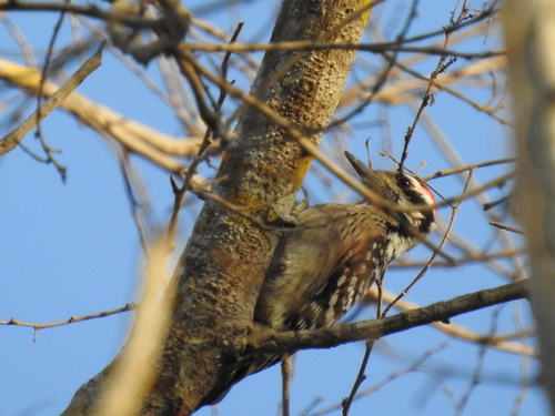 Ladder-backed Woodpecker (Dryobates scalaris)