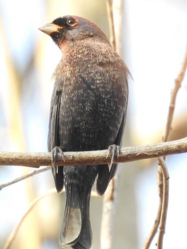 Varied Bunting (Passerina versicolor)