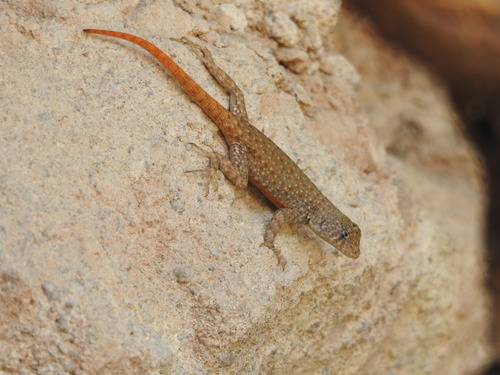 Gadow's Spiny Lizard