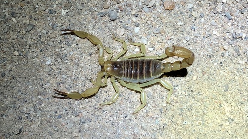 Hadrurus concolorous