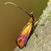 Nemophora cupriacella - Photo (c) David Beadle, όλα τα δικαιώματα διατηρούνται, uploaded by David Beadle