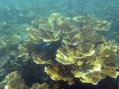 Acropora palmata image