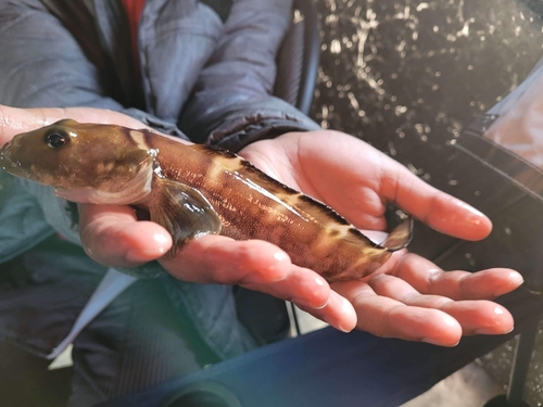 Newfoundland Eelpout
