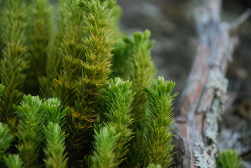 Appalachian clubmoss (Huperzia appalachiana)